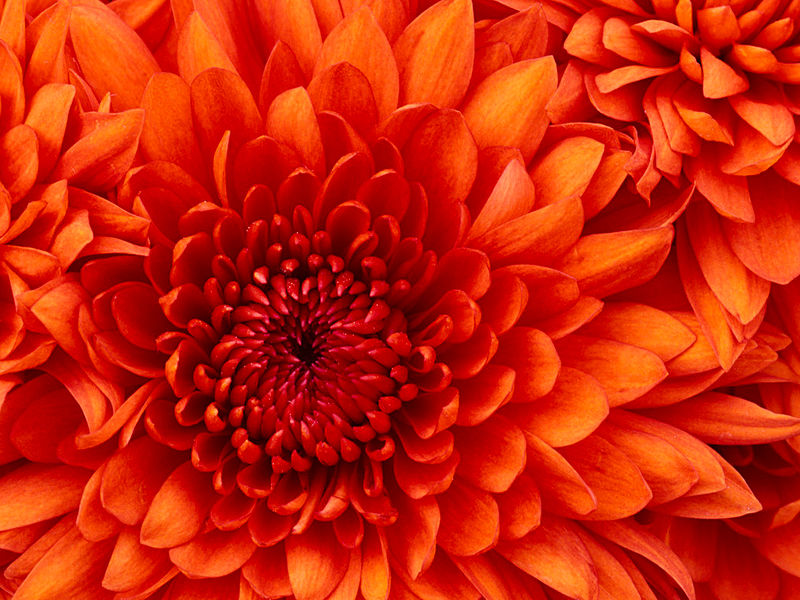 Datei:Chrysanthemum.jpg